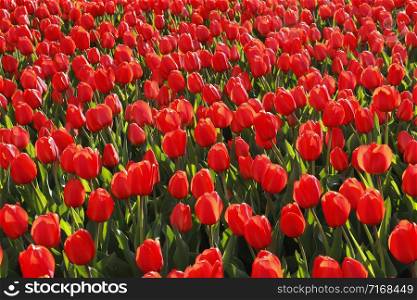 Many beautiful red tulips close-up, natural background