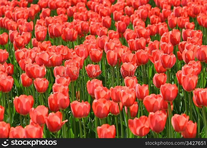many beautiful red tulips glowing in sunlight