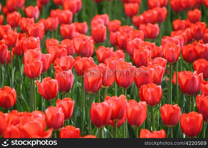 many beautiful red tulips glowing in sunlight
