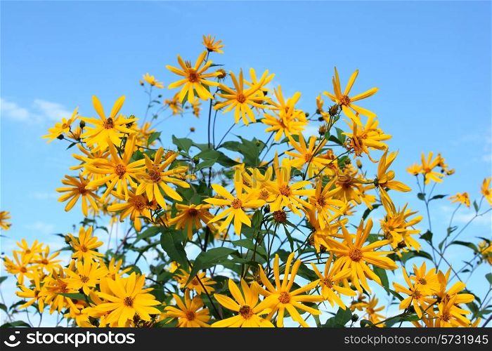 Many beautiful yellow colors against the blue sky in the summer