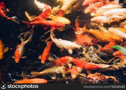 Many beauty carp fish colorful swimming on garden pond