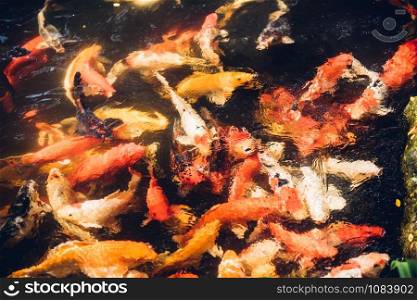 Many beauty carp fish colorful swimming on garden pond