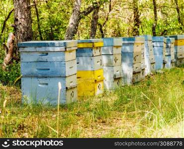 Many bee hives in green forest. Honey beehives outdoors on nature, Provence France. Beekeeping or apiculture.. Bee hives in green forest. Beekeeping.