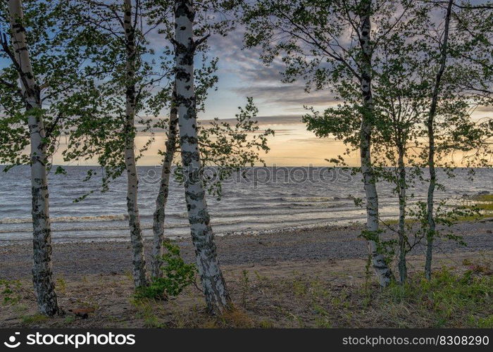 Many birch trees on the Baltic Sea with a sandy beach and gentle waves behind at sunset