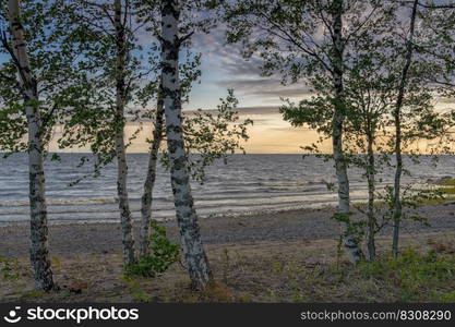 Many birch trees on the Baltic Sea with a sandy beach and gentle waves behind at sunset