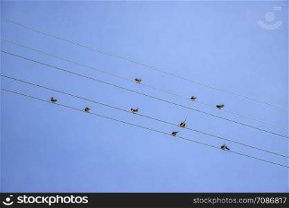 Many birds are sitting on the power line cable. View up, horizontal.