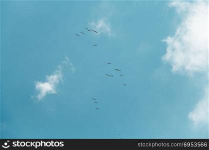 Many birds flying in the blue sky from below.