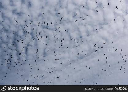 Many birds flying on the sky cloud