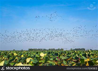 many birds, Lesser whistling duck, Indian whistling duck, Lesser whistling teal, Tree duck