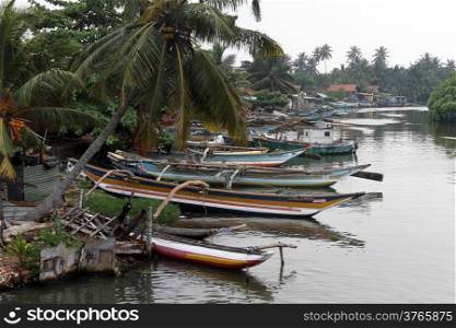 Many boats and palm trees in Negombo, Sri Lanka