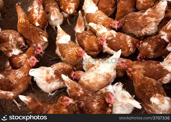 many brown chicken close together
