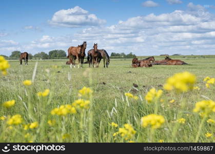 many brown horses in green meadow under blue sky and white clouds seen through yellow spring flowers