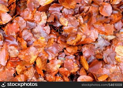 Many brown wet leaves together for wallpaper