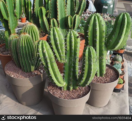 many cactus (Angiosperms Eudicots Caryophyllales Cactaceae) plants. many cactus plants