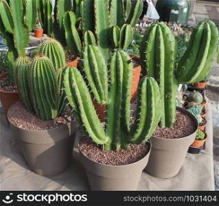 many cactus (Angiosperms Eudicots Caryophyllales Cactaceae) plants. many cactus plants