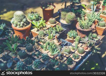 many cactus background