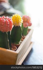 Many Cactus Colored Pots In Clay Pots On Wooden Table With Soft Light.