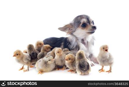 many chicks of bantam and chihuahua on a white background