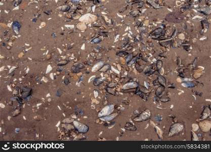 Many clam shells on a sand beach