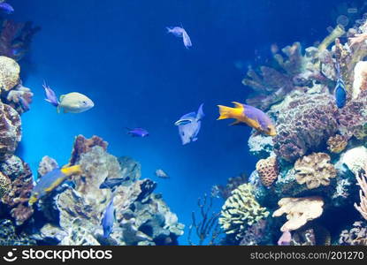 many colorful Fish on the coral reef. many Fish on the coral reef