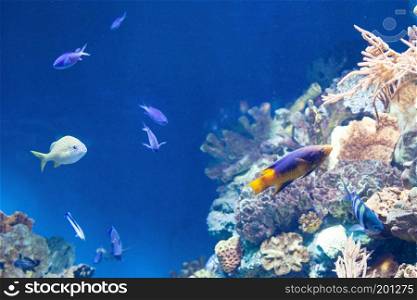 many colorful Fish on the coral reef. Spain. many Fish on the coral reef
