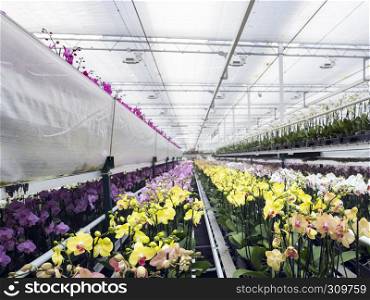 many colorful orchids in greenhouse near zaltbommel in the netherlands