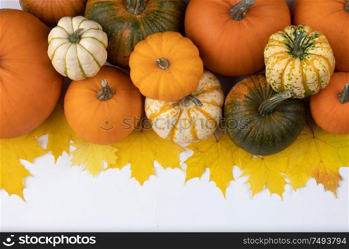 Many colorful pumpkins and maple leaves frame isolated on white background , autumn harvest , Halloween or Thanksgiving concept. Pumpkins and maple leaves