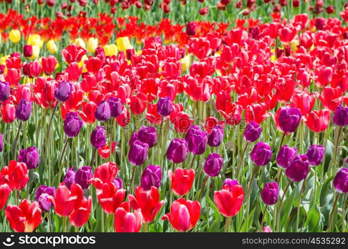 Many colorful tulips on the field in a park