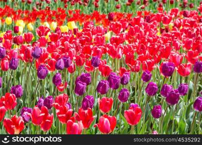 Many colorful tulips on the field in a park