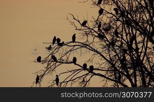 Many cormorants on the tree in sunset light