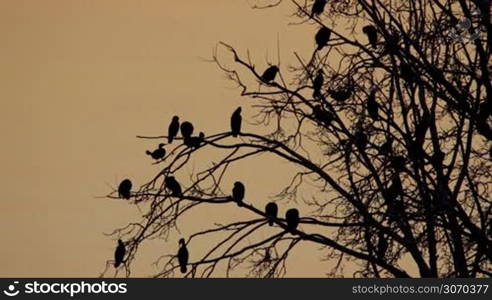 Many cormorants on the tree in sunset light