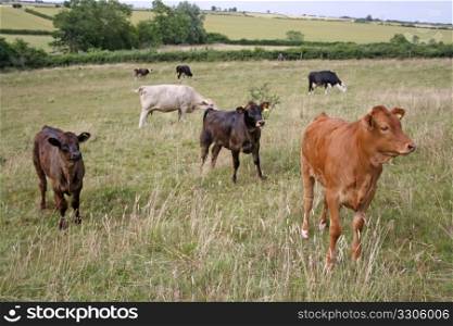many cows in field