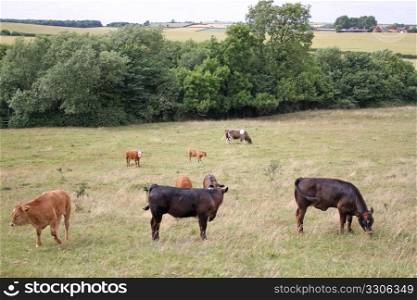 many cows in field grazing