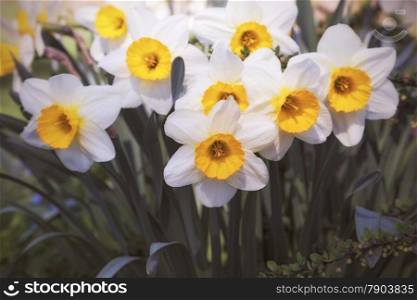 many daffodils blooming in the garden
