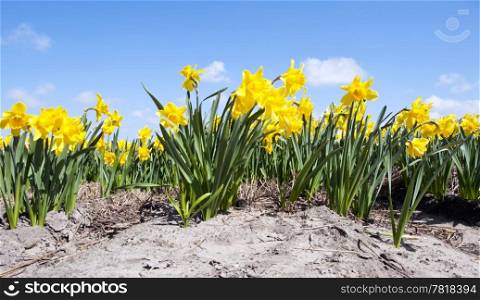 Many daffodils in a flowerbed on a sunny spring day