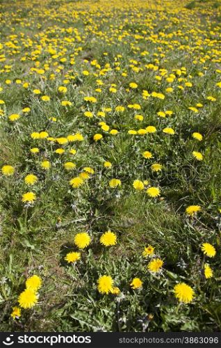 many dandelions in sunny, spring field full of grass