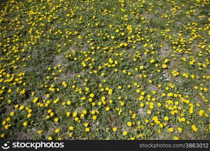 many dandelions in sunny, spring field with grass