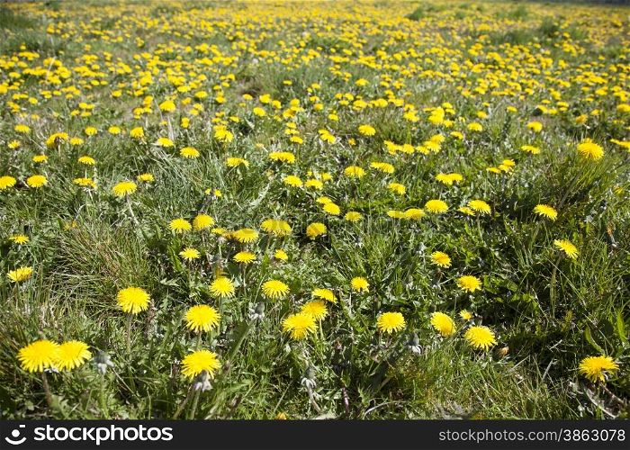 many dandelions in sunny, spring field with grass