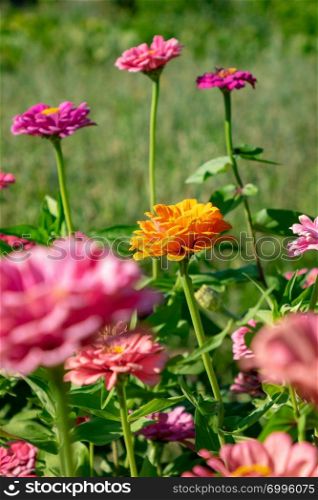 Many different blooming zinia flowers in the garden on a sunny summer day. Natural background. Orange and pink flowers of zinia in the summer garden. Natural blooming background