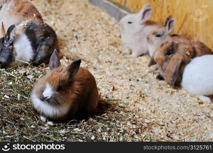 Many different small rabbits sit