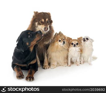 many dogs in front of white background