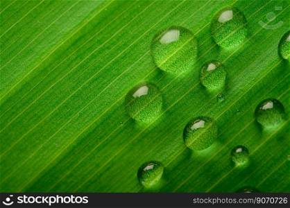 Many drops of water drop on banana leaves,selective focus