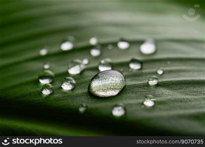 Many drops of water drop on banana leaves,selective focus