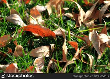 Many fall leafs lying on green grass.