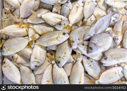 Many fishes for food on market in Albufeira Portugal