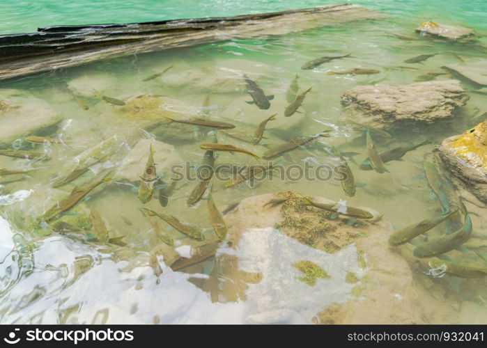 Many fishes in Erawan Waterfall. Nature landscape of Kanchanaburi district in natural area. it is located in Thailand for travel trip on holiday and vacation background, tourist attraction.