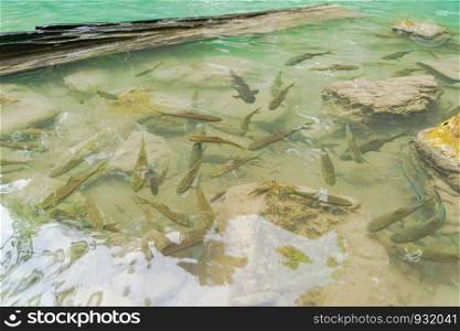 Many fishes in Erawan Waterfall. Nature landscape of Kanchanaburi district in natural area. it is located in Thailand for travel trip on holiday and vacation background, tourist attraction.