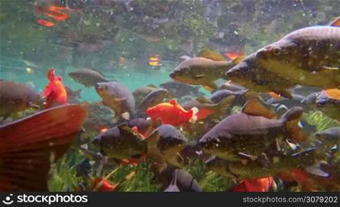 Many fishes in the fresh water