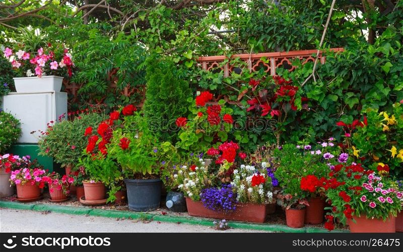 Many flowerpots with colorful flowers.