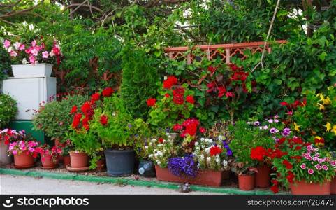Many flowerpots with colorful flowers.